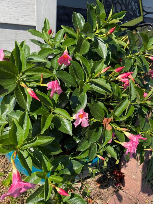 Cây Giống Hoa Kèn Hồng: Hướng Dẫn Trồng Và Chăm Sóc Toàn Diện