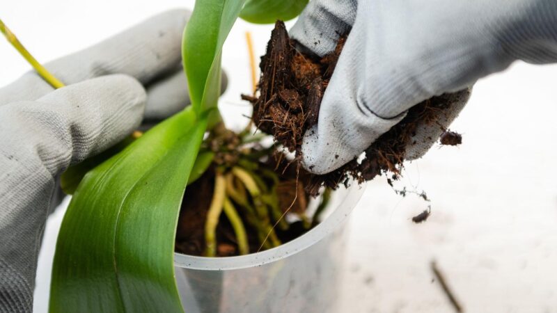 Giá Thể Đất Sét Nung Giải Pháp Trồng Trọt Bền Vững Cho Mọi Nhà