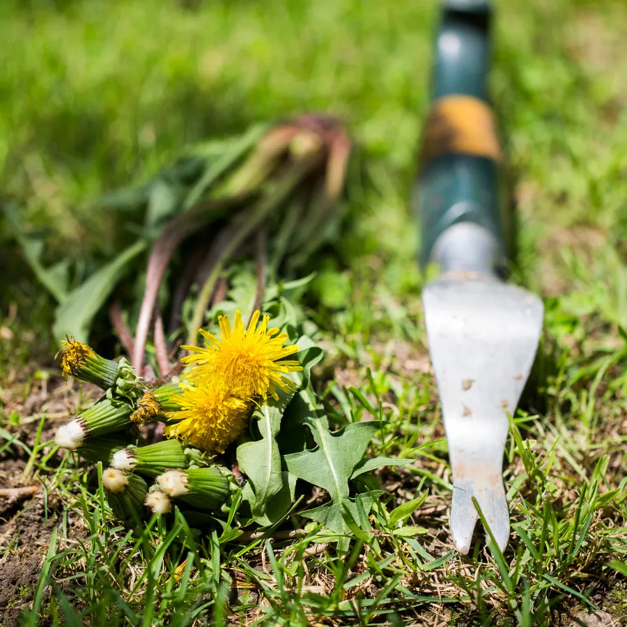 Thiết bị máy xén và cắt cỏ công nghiệp