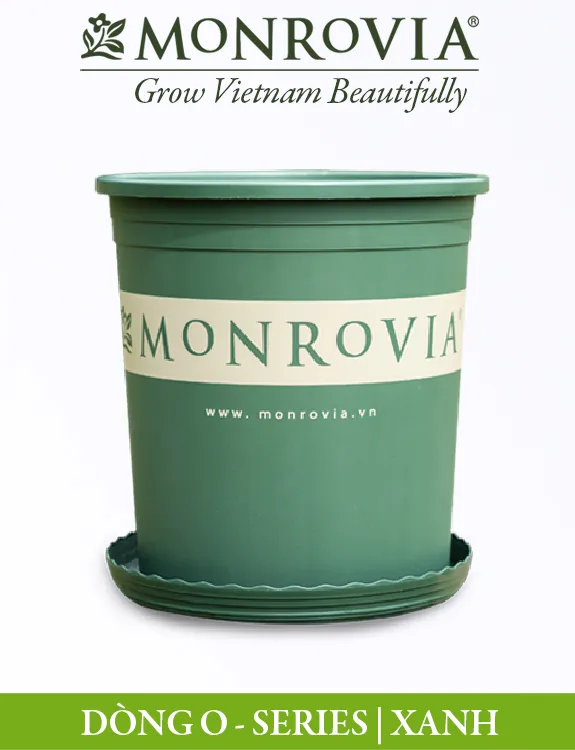 Sử dụng chậu trồng có lỗ thoát nước tốt giúp cây phát tài không bị úng