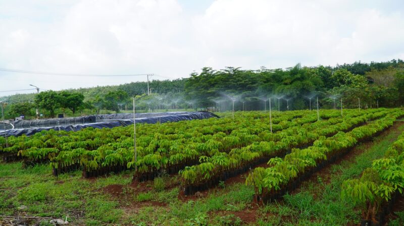 Công Thức Tính Năng Suất Cây Trồng Chi Tiết Và Ứng Dụng Hiệu Quả