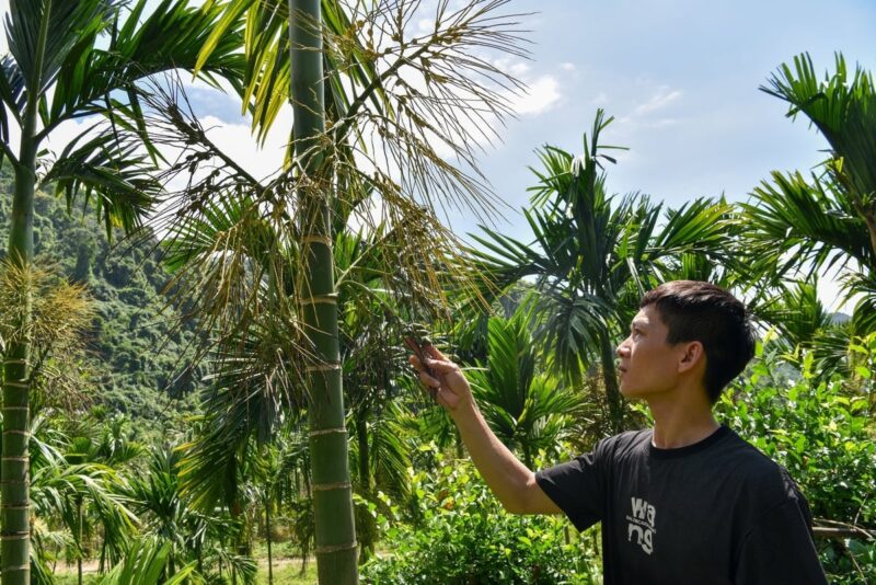 Ở Nước Ta Cây Lúa Được Trồng Chủ Yếu Ở Đâu Và Bí Quyết Năng Suất Cao