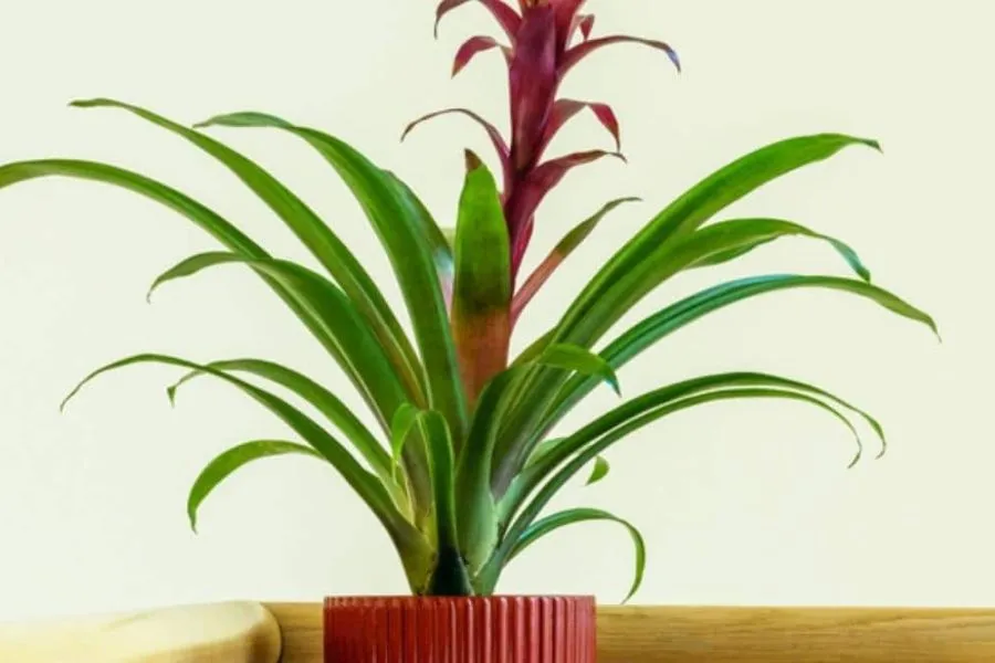 Dứa cảnh trong phòng tắm