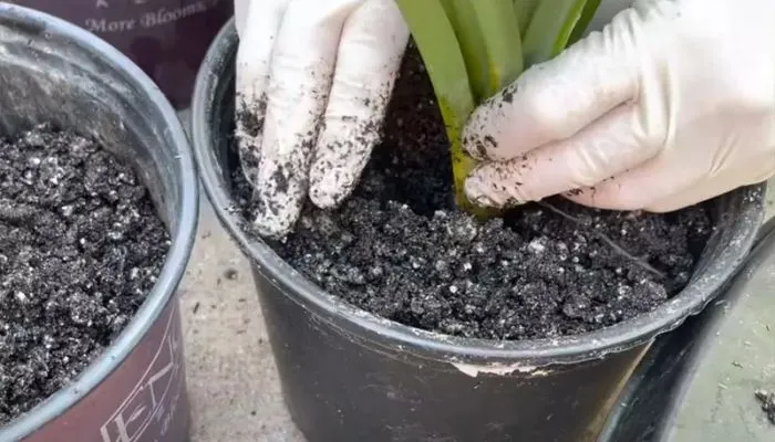 Chuẩn bị dụng cụ khi trồng cây lá dứa