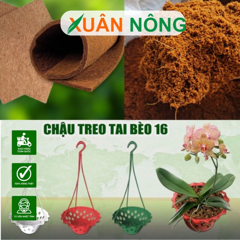 Hướng Dẫn Chi Tiết Cách Trồng Phi Điệp Vàng Để Cây Khỏe, Hoa Đẹp