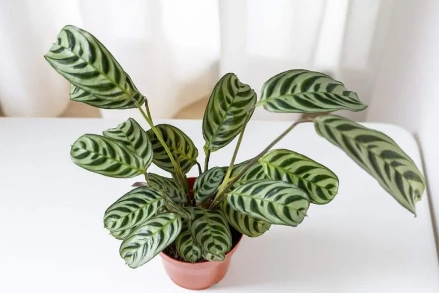 Cây Đuôi Công Calathea trong phòng tắm