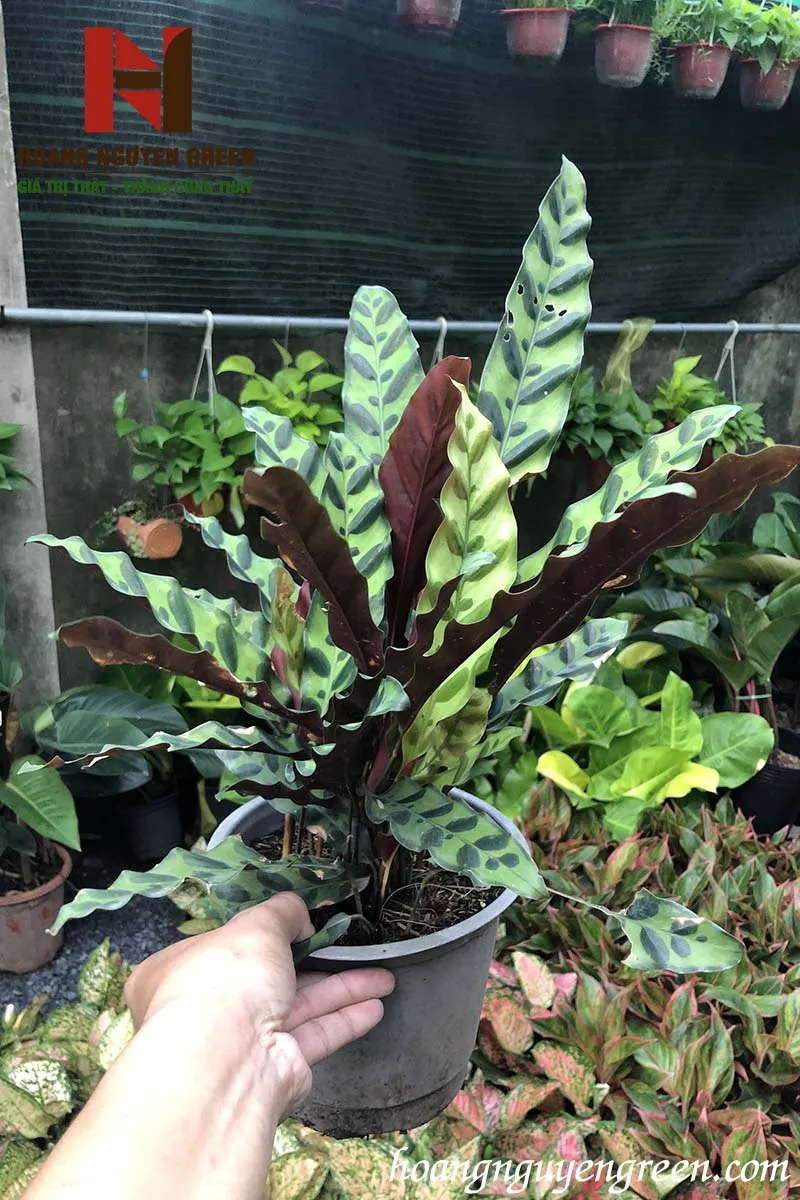 Cây Đuôi Phụng với họa tiết lá độc đáo