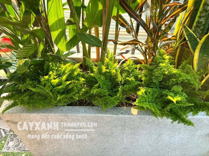 Cách Trồng Cây Dương Xỉ Đúng Cách Cho Sân Vườn & Nội Thất