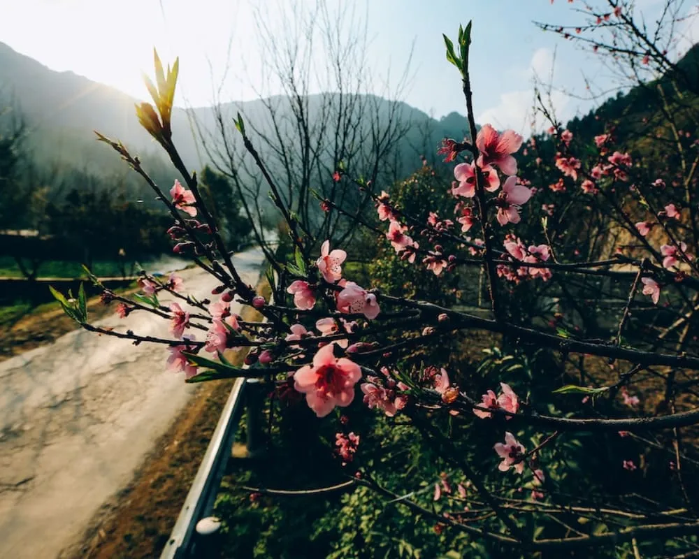 Đào đá mang trong mình vẻ đẹp hoang sơ