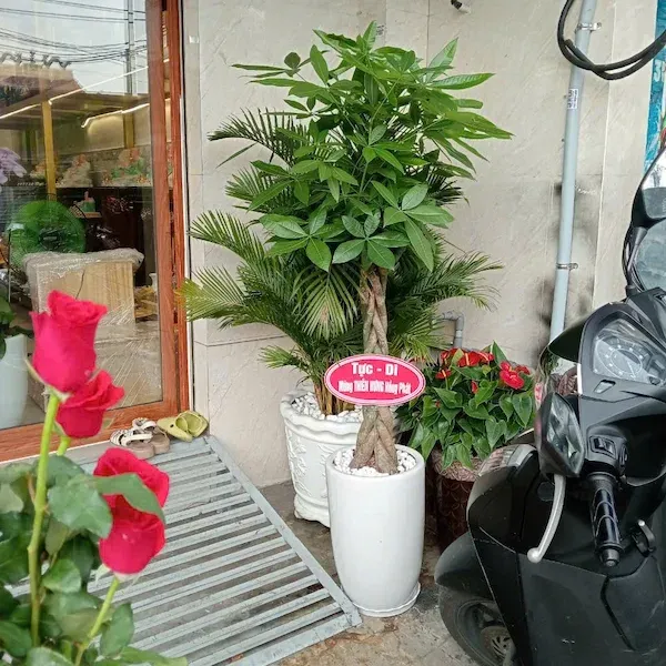 Cây Kim Ngân văn phòng