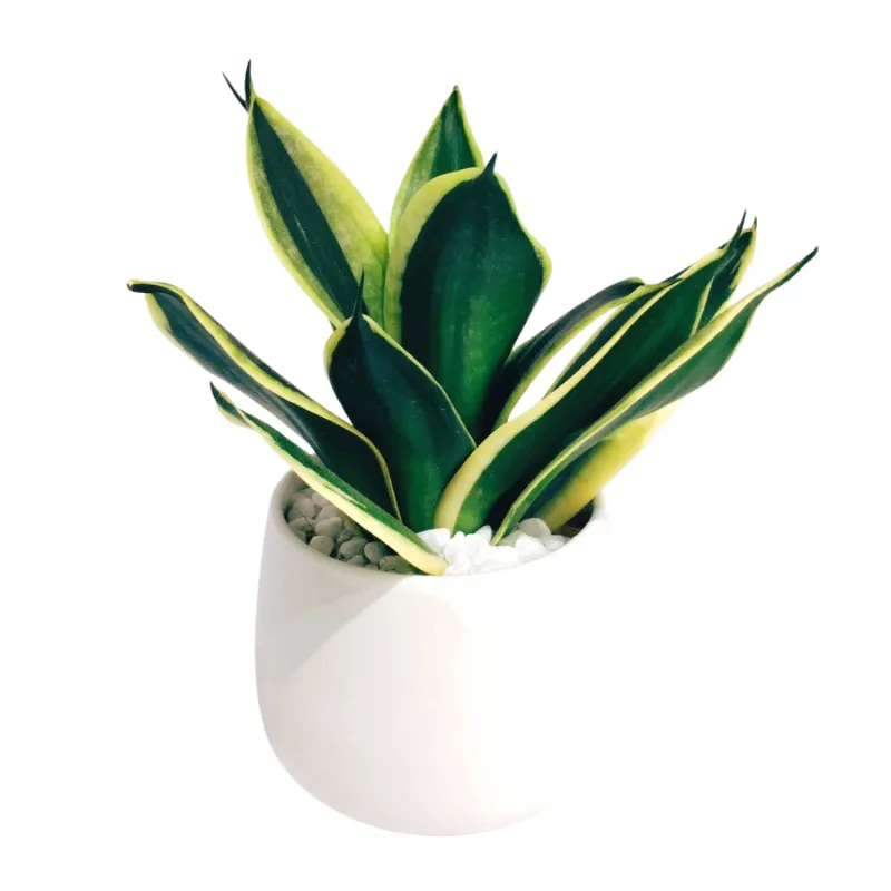 Cây Lưỡi Hổ Thái mini để bàn