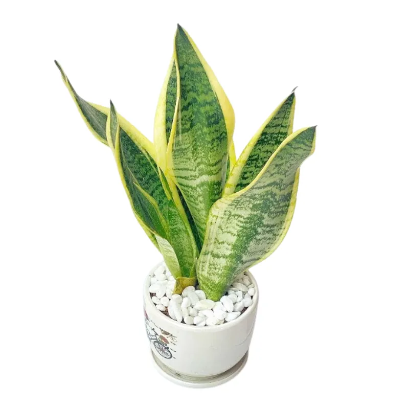 Cây lưỡi hổ trồng chậu sứ 20cm
