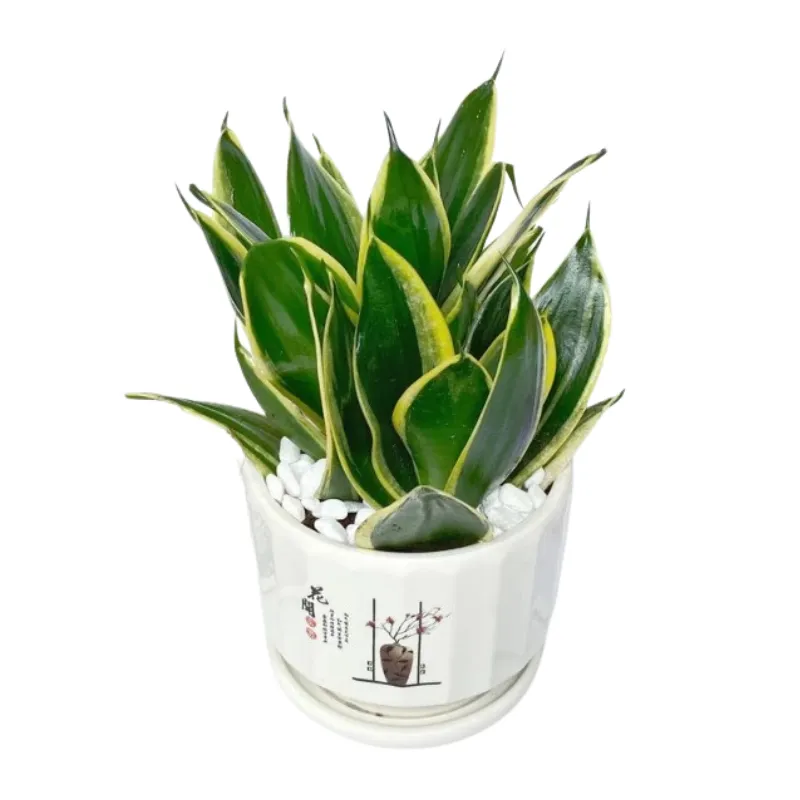 Cây lưỡi hổ thái lùn chiều cao 15cm