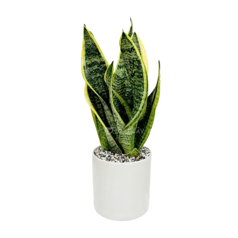 Cây Lưỡi Hổ để bàn làm việc