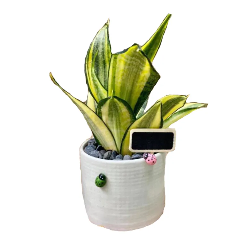 Chậu cây Lưỡi hổ thái mini