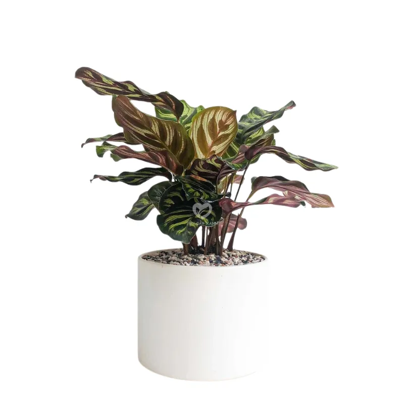 Cây Đuôi Công Khổng Tước để bàn