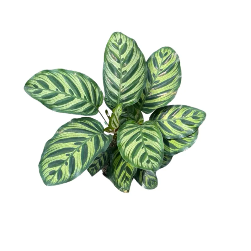 Cây Đuôi Công Khổng Tước