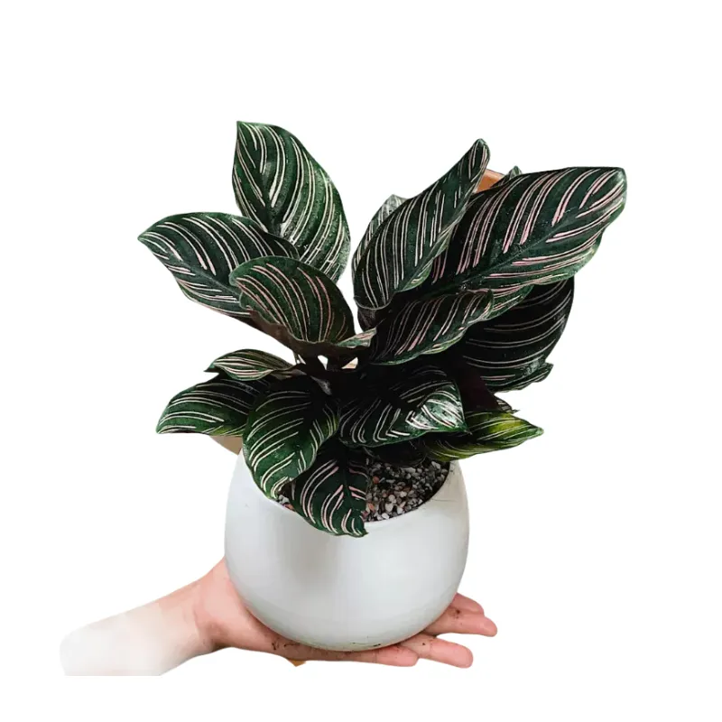 Cây Đuôi Công Thái Calathea ornata