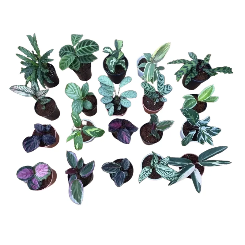 Chậu mỏm Đuôi công nhỏ