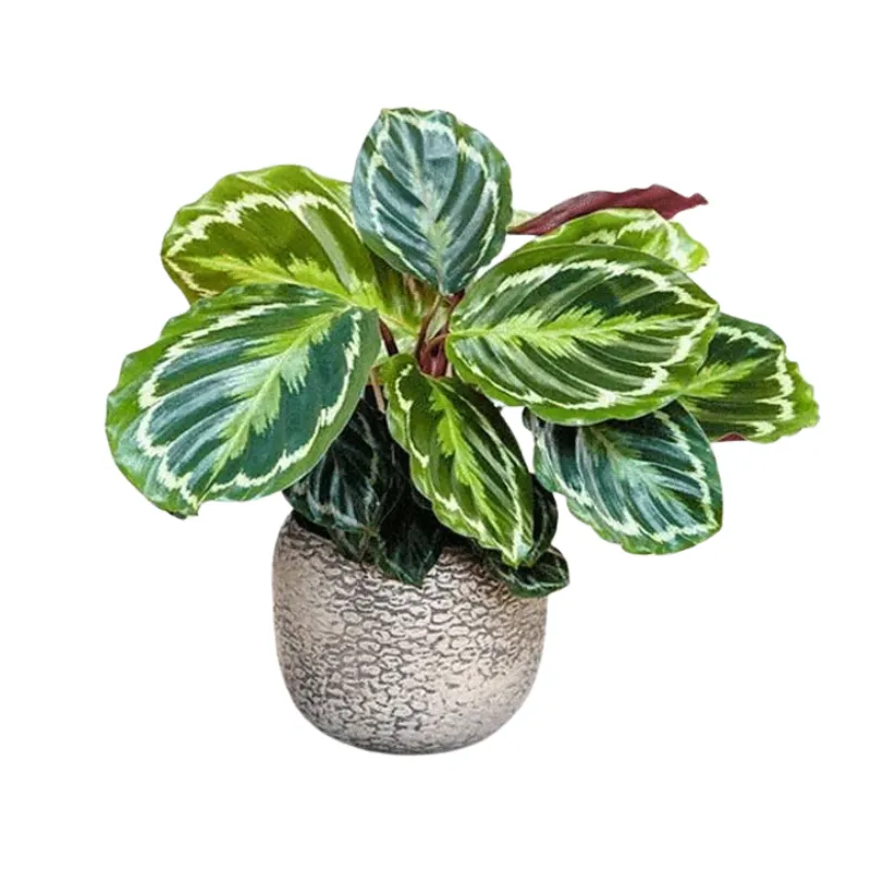 Cây Đuôi Công Xanh để bàn