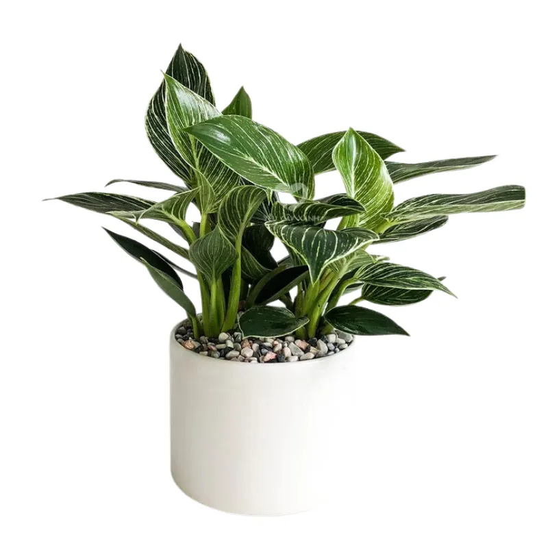 Cây Trầu Bà Đế Vương Kim Cương