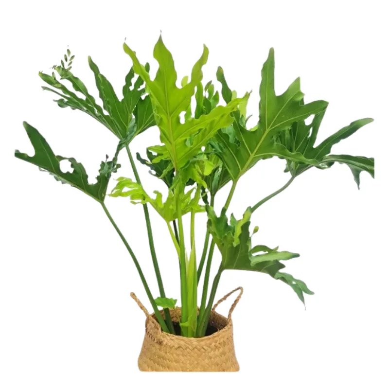 Chậu cây trầu bà thanh xuân