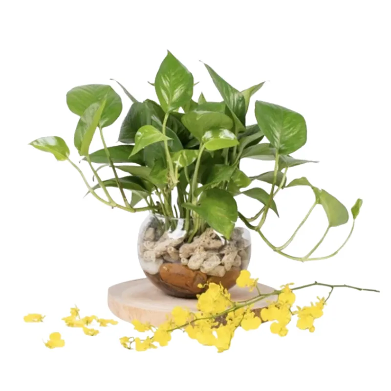 Cây trầu bà trồng thuỷ sinh