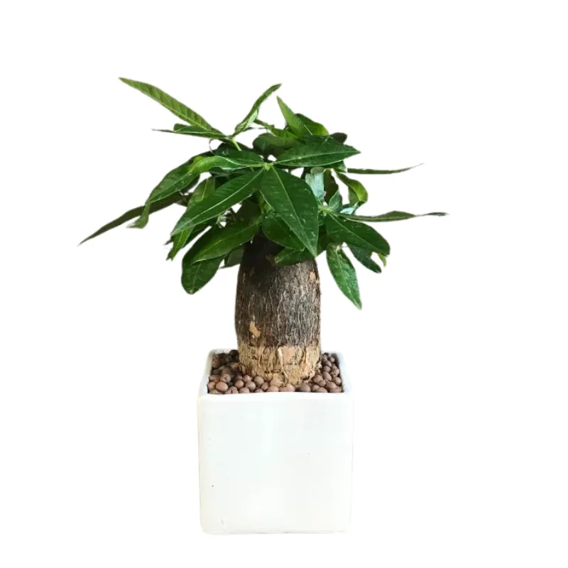 Cây kim ngân để bàn phong thủy