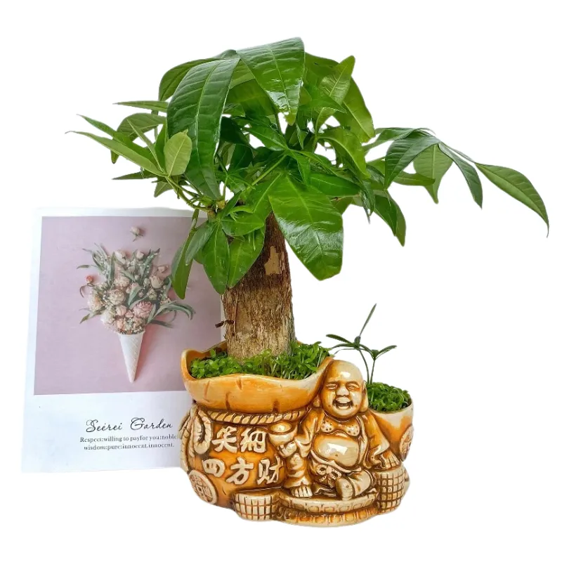 Cây kim ngân kèm chậu ông phật