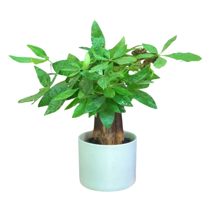 Cây Kim Ngân 3 Gốc để bàn