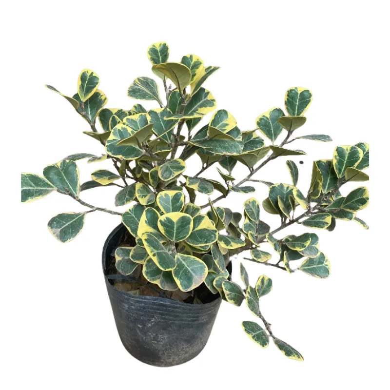 Cây bàng cẩm thạch cực đẹp cho phòng ngủ