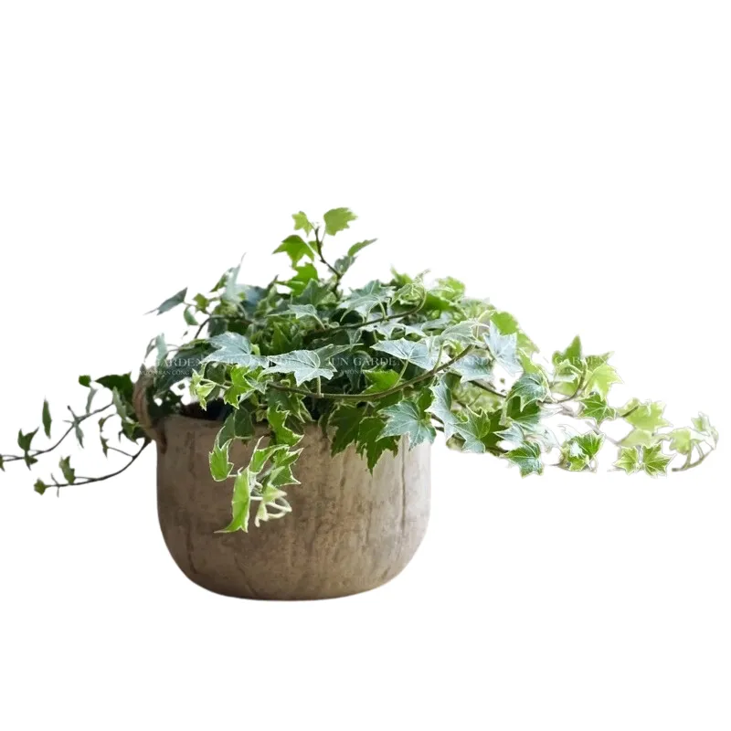 Cây Thường Xuân Cẩm Thạch Lá Bạc