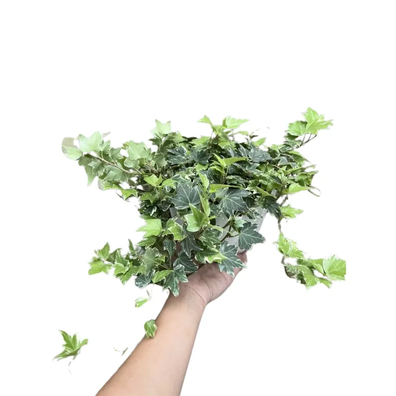 Cây thường xuân lá đốm sọc