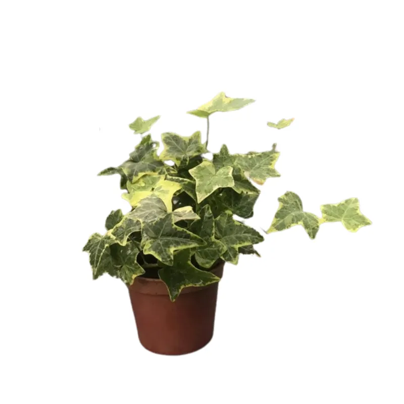 Chậu thường xuân nguyệt quế