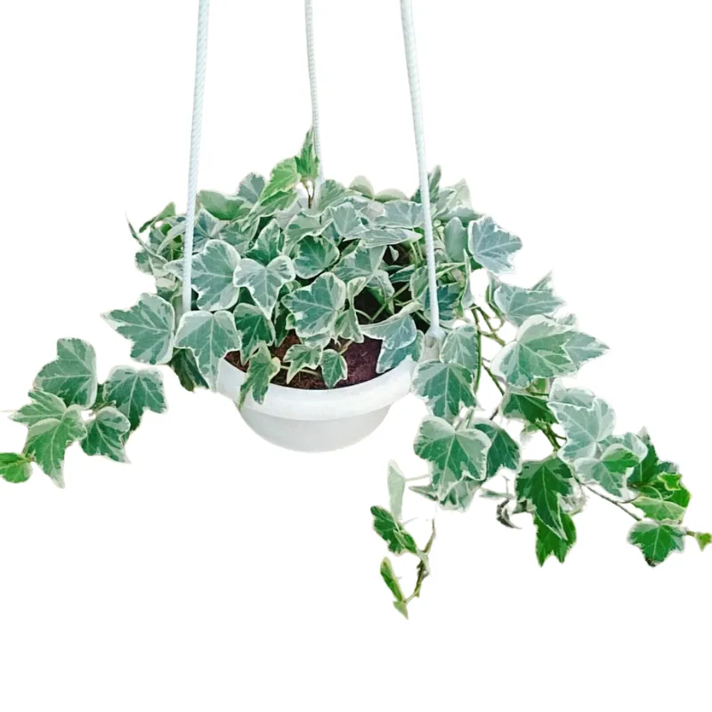 Cây Thường Xuân sân vườn