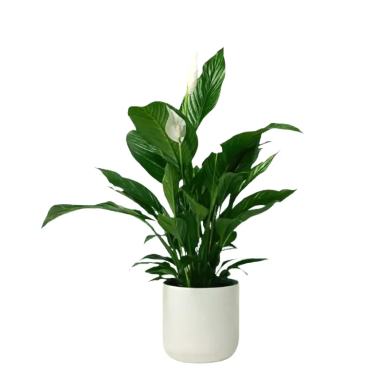 Cây Lan Ý để bàn kèm chậu