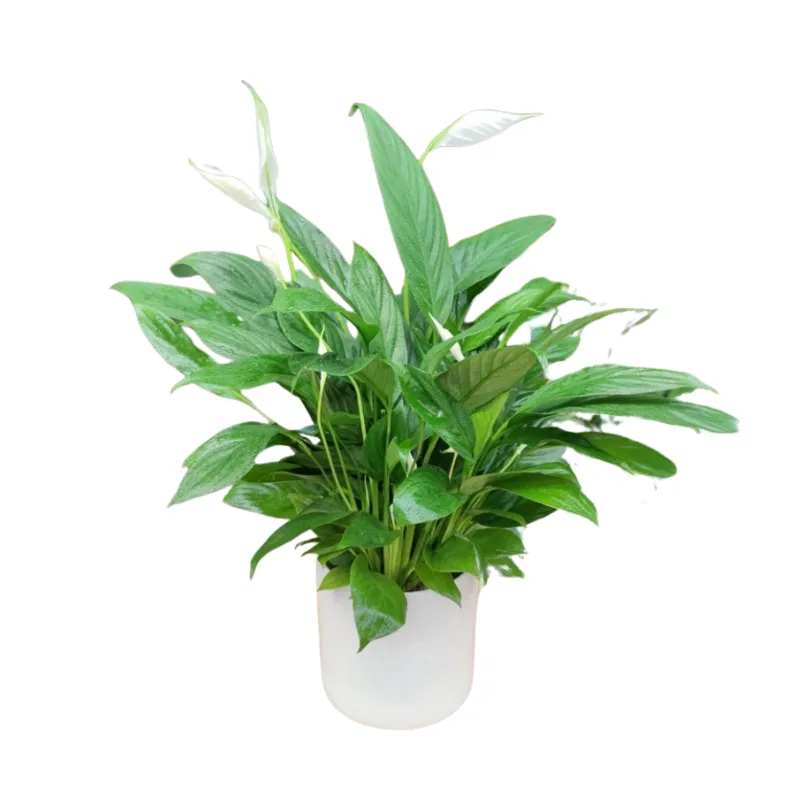 Cây lan ý trang trí nụ cao 30-35cm