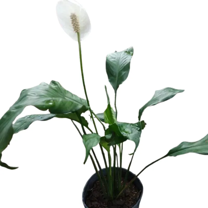 Cây Lan Ý đang hoa