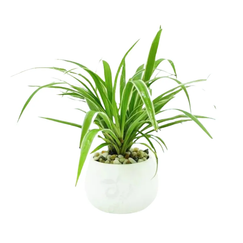 Cây Lan Chi Dây nhện để bàn