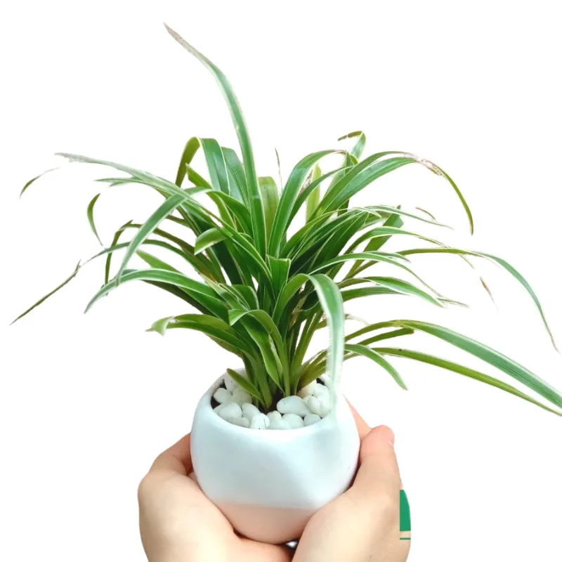 Cây Lan Chi mini để bàn