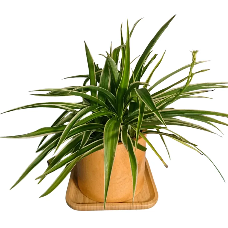 Cỏ Lan Chi Dây Nhện mini