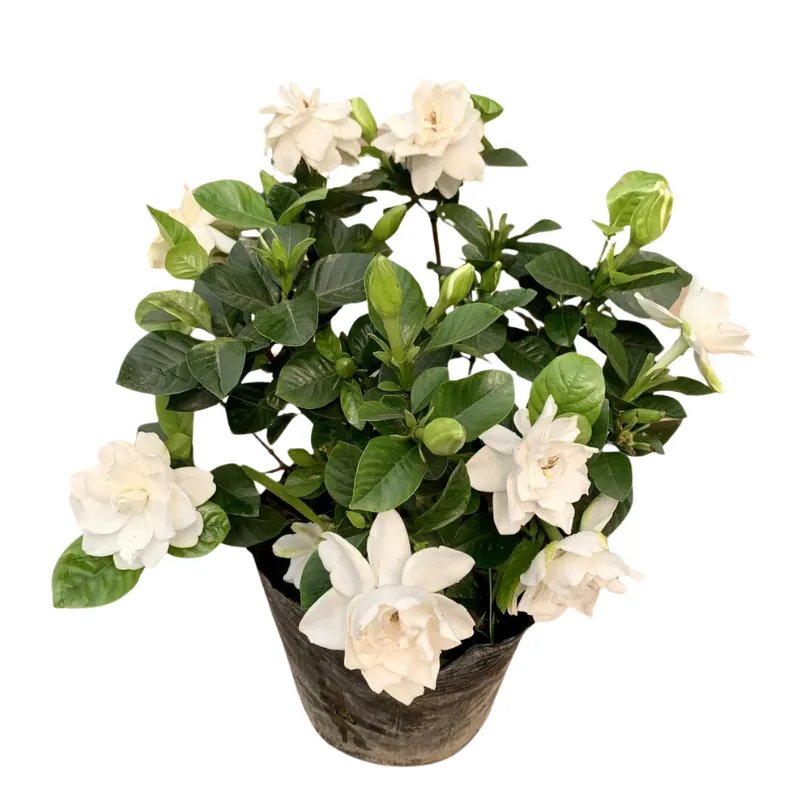 Cây hoa dành dành cao 35cm