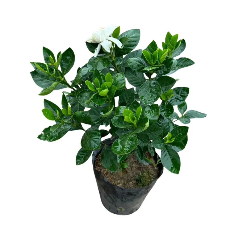 Cây hoa bạch thiên hương