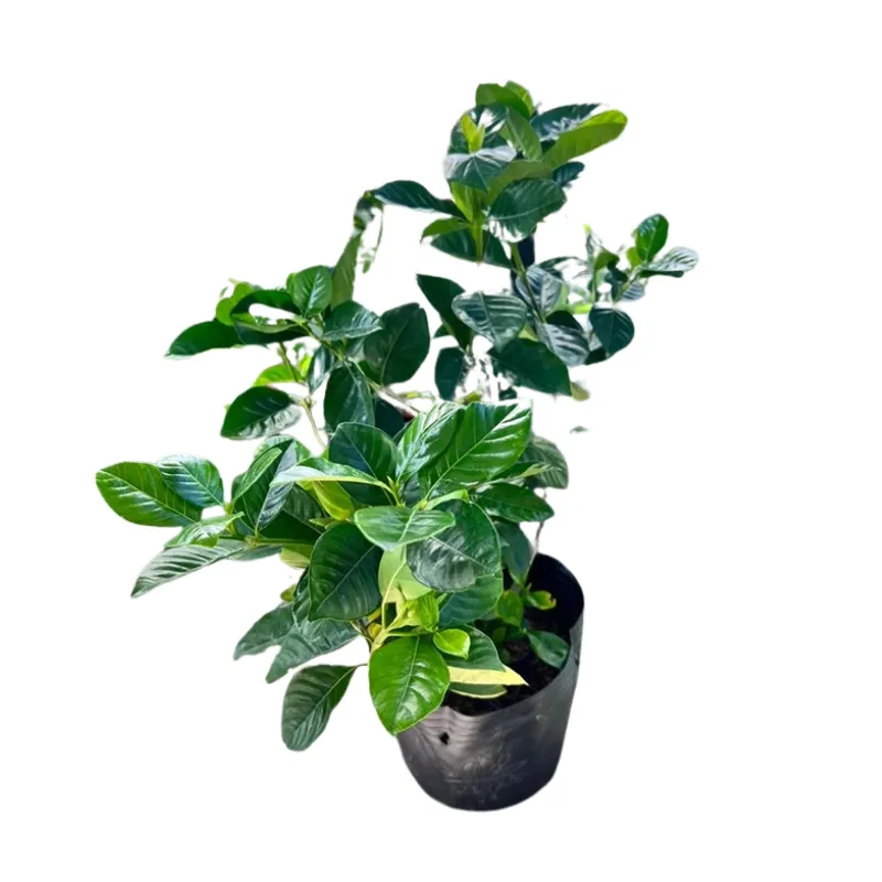 Hoa Dành Dành cao 60-70 cm