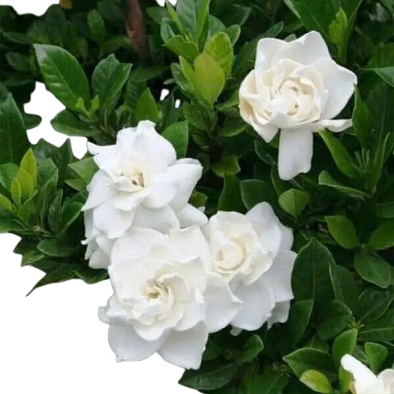 Dành Dành cánh kép hoa