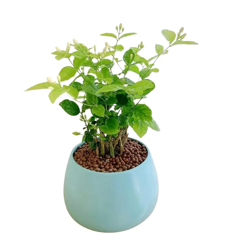 Hoa nhài SIÊU BÔNG MIX CHẬU