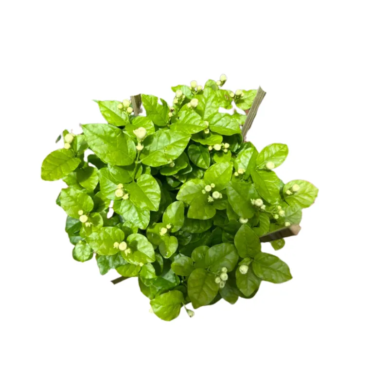 Cây Hoa Nhài thơm