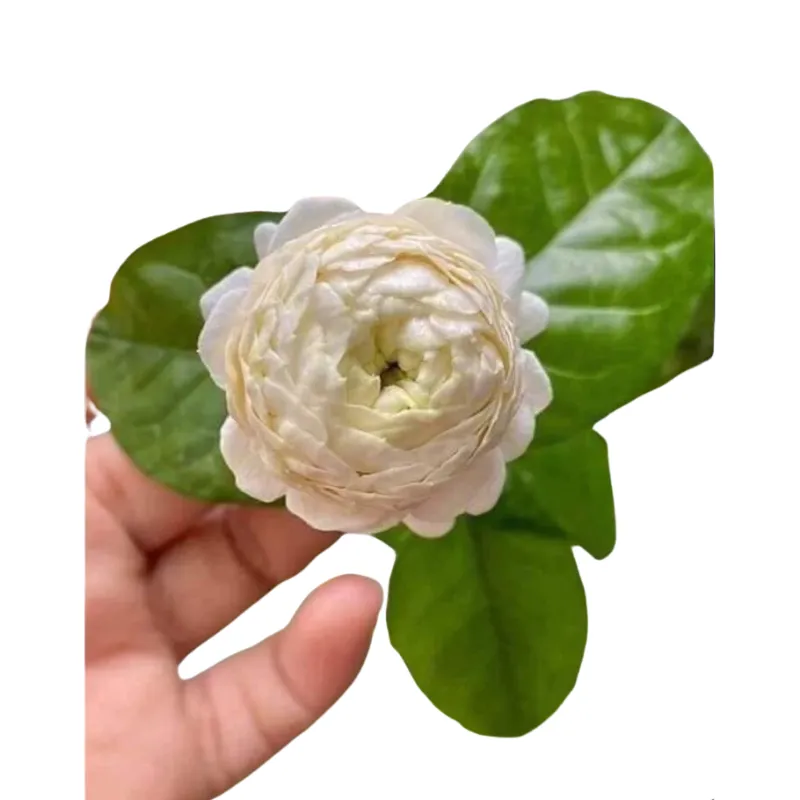 Cây nhài ba lá hoa kép cao 70cm