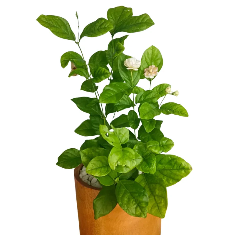 Cây Lài Trà sân vườn