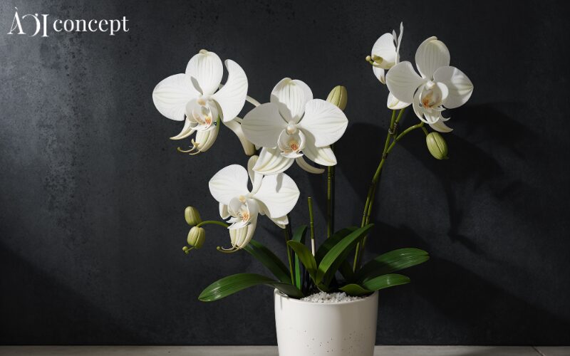 Mệnh Thủy Nên Trồng Cây Gì Trước Nhà Để Hút Tài Lộc Và Cân Bằng Phong Thủy